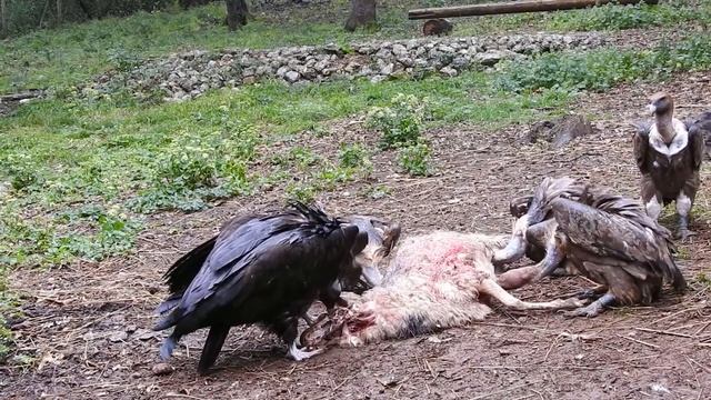 Mönchsgeier Aegypius monachus und Gänsegeier Gyps fulvus смотреть онлайн