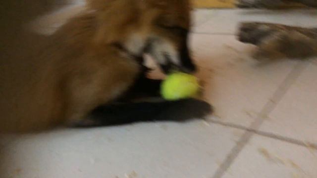 Как лис Гай играет с мячиком смотреть онлайн