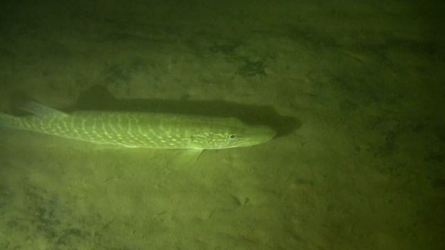 Подводная съемка карьера в г.Береза смотреть онлайн