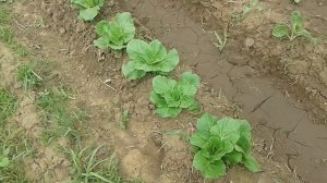 Пекинская капуста пошла в цвет - что же делать?