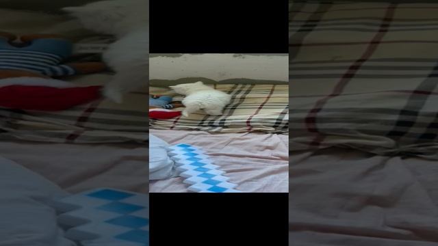 милый