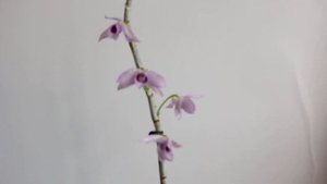 Den. Nestor(parishii x anosmum) '蓝龙' 气味芬芳的石斛兰 Fragrant Dendrobium