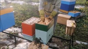 Сколько мёда принёс однорамочный отводок на маточник
