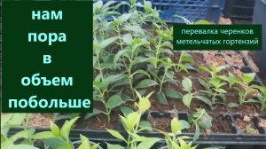 Перевалка черенков метельчатых гортензий в больший объем. Развитие черенков.