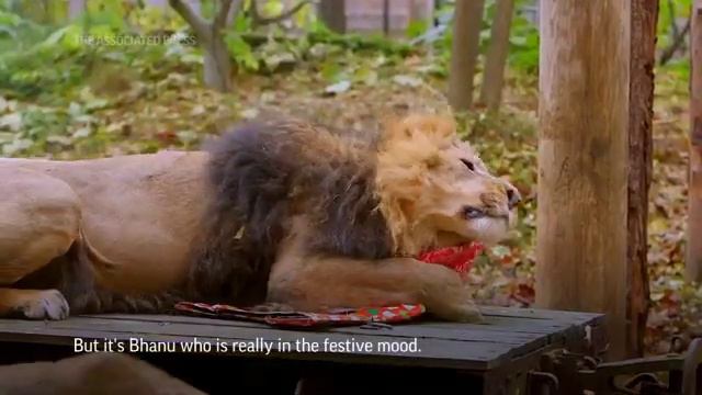 Lions and gorillas open festive gifts at London zoo смотреть онлайн