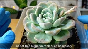 39 Echeveria Ice Green • Icy Green Succulent Care Guide