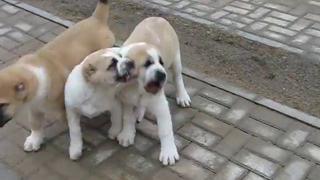 Alabay puppies from "Azijos magija" смотреть онлайн