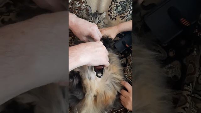 Стрижка кошки