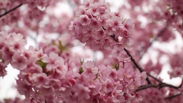 Заговоры и обряды в Светлую седмицу(дни после Пасхи)