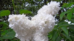Сорта белой сирени