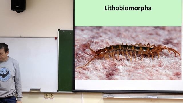 Зоология беспозвоночных. Лекция 10. Подтип  CHELICERATA. Надкласс Многоножки