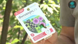 Обработка от тли на растениях. Действенные методы