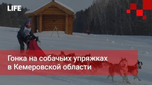 Гонка на собачьих упряжках в Кемеровской области