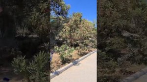 Турция, Сиде, Port River Hotel Spa 5* дорога с моря до отеля