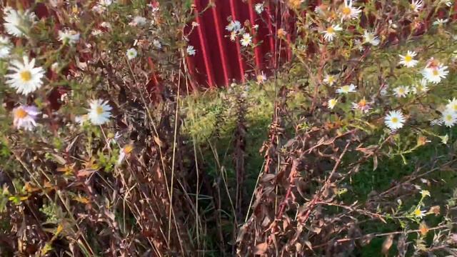 Палитра многолетних астр смотреть онлайн