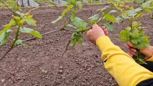 Нормировка трёхлетнего виноградного куста побегами.