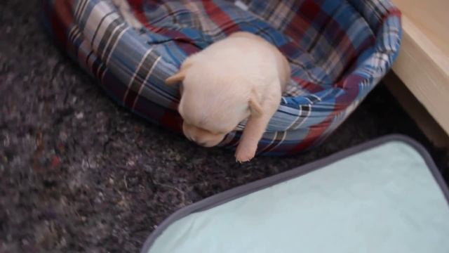 Вот так спит щенок смотреть онлайн