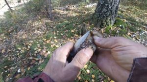 Поход за грибами. Сбор грибов белых подберёзовиков и подосиновиков. Грибной сезон 2022.