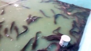 Африканский клариевый сом, или мраморный клариевый сом, или нильский клариас The African Lungfish