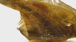 А Вы Знали о полезных свойствах камбалы?