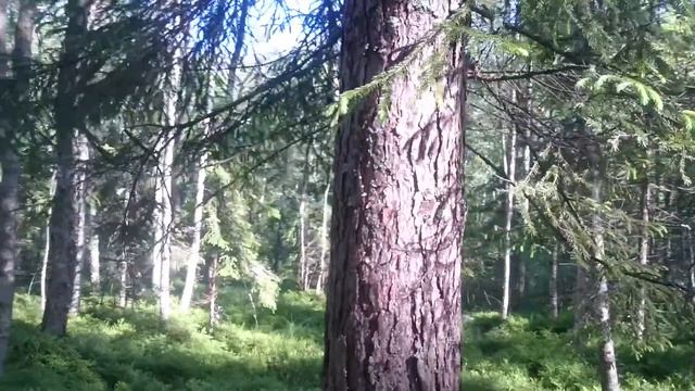 Ходим по болоту. Болото с черничником смотреть онлайн