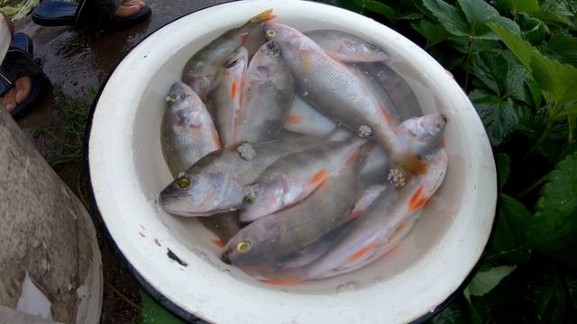 Коптим Окуней!!! Копчёная рыба быстро, просто, вкусно!!!!