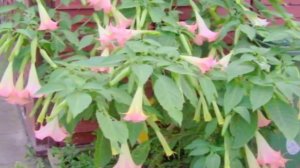 Brugmansia pink and white 2006/2007 part 2.