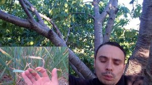 Выращивание озимого чеснока / Сроки высадки, уход, когда собирать урожай