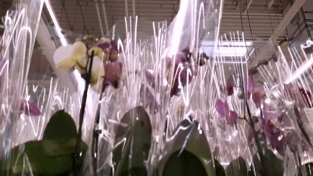 ОРХИДЕИ В ЛЕРУА.МИНИ БАБОЧКА И БАБУЛЕТКА смотреть онлайн