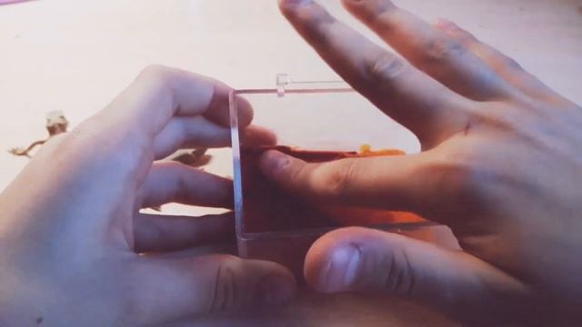 Террариум для ящерок из пластилина и контейнера! Делаем домик для маленьких ящерок. Идеи для подело