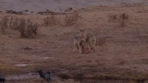 The Yellowstone Coyote: From Top Dog To Underdog | Real Wild