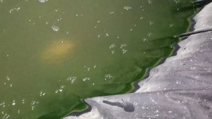 8-й день работы УФ лампы, как избавиться от цветения воды в пруду. Пруд в теплице. Разведение кои