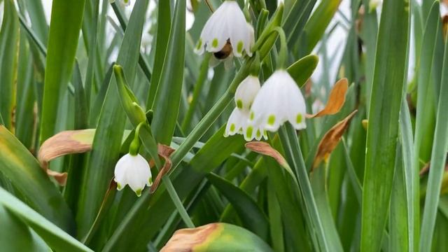 Leucojum “Snowflakes” in Less Than 30 Seconds смотреть онлайн