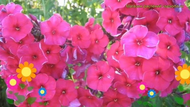 Флокс метельчатый Кардинал. Краткий обзор, описание характеристик phlox paniculata Cardinal