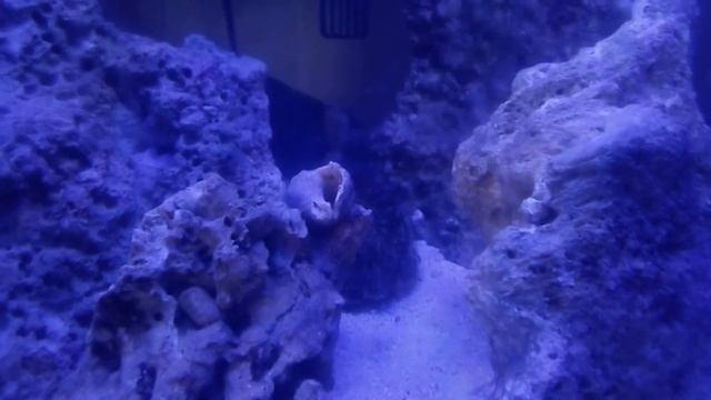 7. Запуск морского аквариума. Живые камни. смотреть онлайн