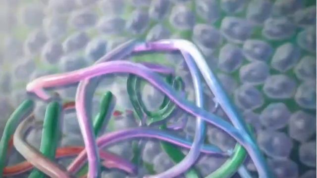 Лимфатическая система смотреть онлайн