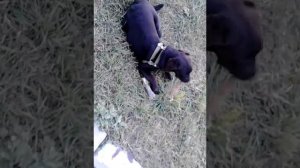 Лабрадор Арчибальд 6 месяцев