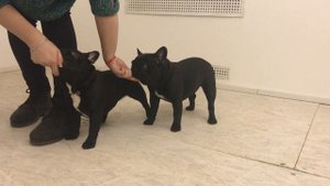 Начальное Обучение Собаки. Установка Контакта с Собакой