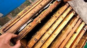 ФОРМИРУЮ ПЧЁЛ В ЗИМУ ОЧЕНЬ ПРОСТО И ПОДРОБНО! СКОЛЬКО РАМОК И МЁДА ОСТАВЛЯТЬ ДЛЯ ЗИМОВКИ? (ЧАСТЬ  2