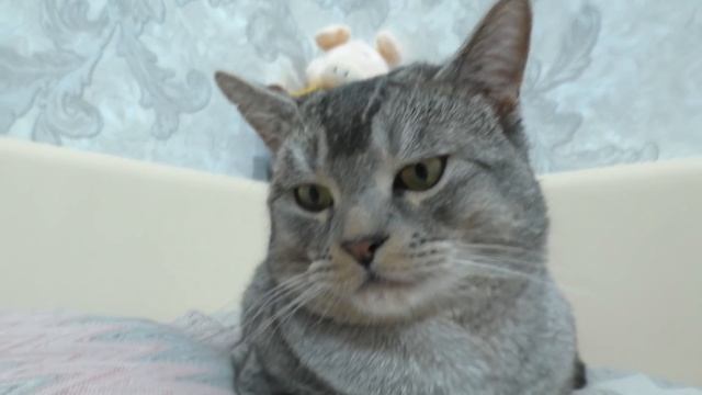 ЛЮБОВНОЕ ПИСЬМО И ПОСЫЛКА ОТ СЛАДУНА! ОН ВЛЮБЛЁН смотреть онлайн