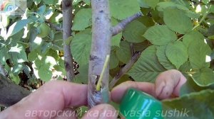 Прививка яблони летом от А до Я и до результата.Прививка плодовых деревьев.Как привить яблоню.