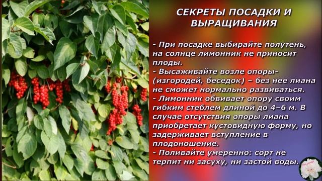 Лимонник китайский смотреть онлайн