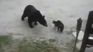 Кот прогоняет медведя
