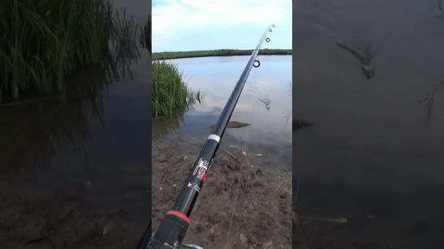 Ловля карася🐟