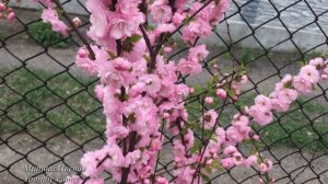 Миндаль. Посадка, уход и как получить плоды !!!