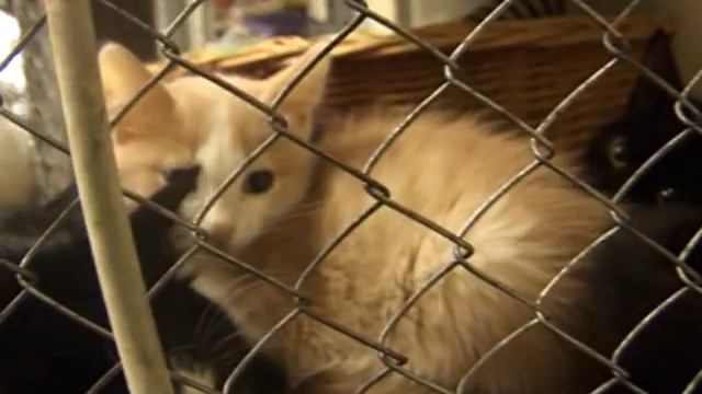 Кошаки, маленькие котятки и фонд "Зоозащита" смотреть онлайн