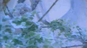 НАТАЛИ "СНЕЖНАЯ РОЗА"