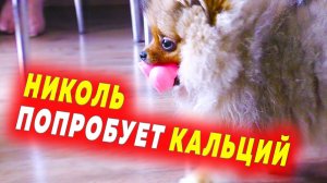 Щенкам шпица 119 дней – 17 недель. Кальций собаке. Когда едем в Севастополь. Новости от Тедди