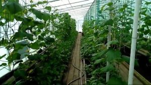 19/19 Результаты испытания биопрепаратов BioSide