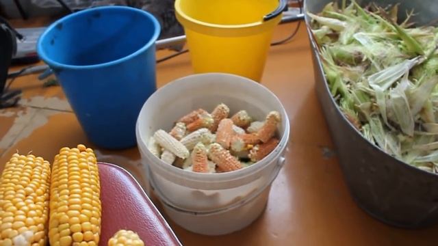 Как заготовить семена кукурузы, как хранить кукурузу? смотреть онлайн